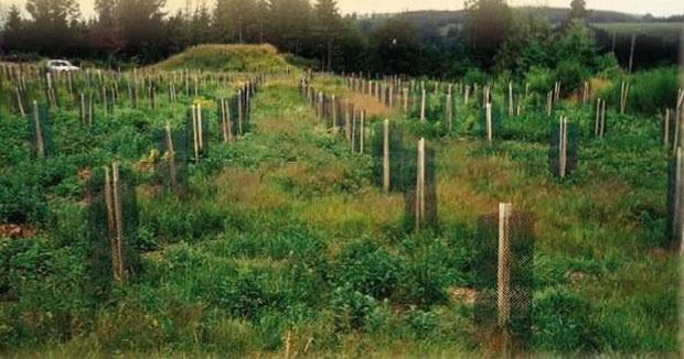 Entretien, broyage de parcelle agricole